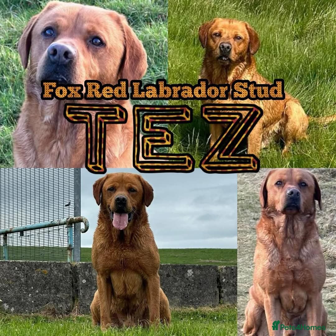 Labrador Retriever dogs for stud: Dark Fox Red for Stud - Image 1