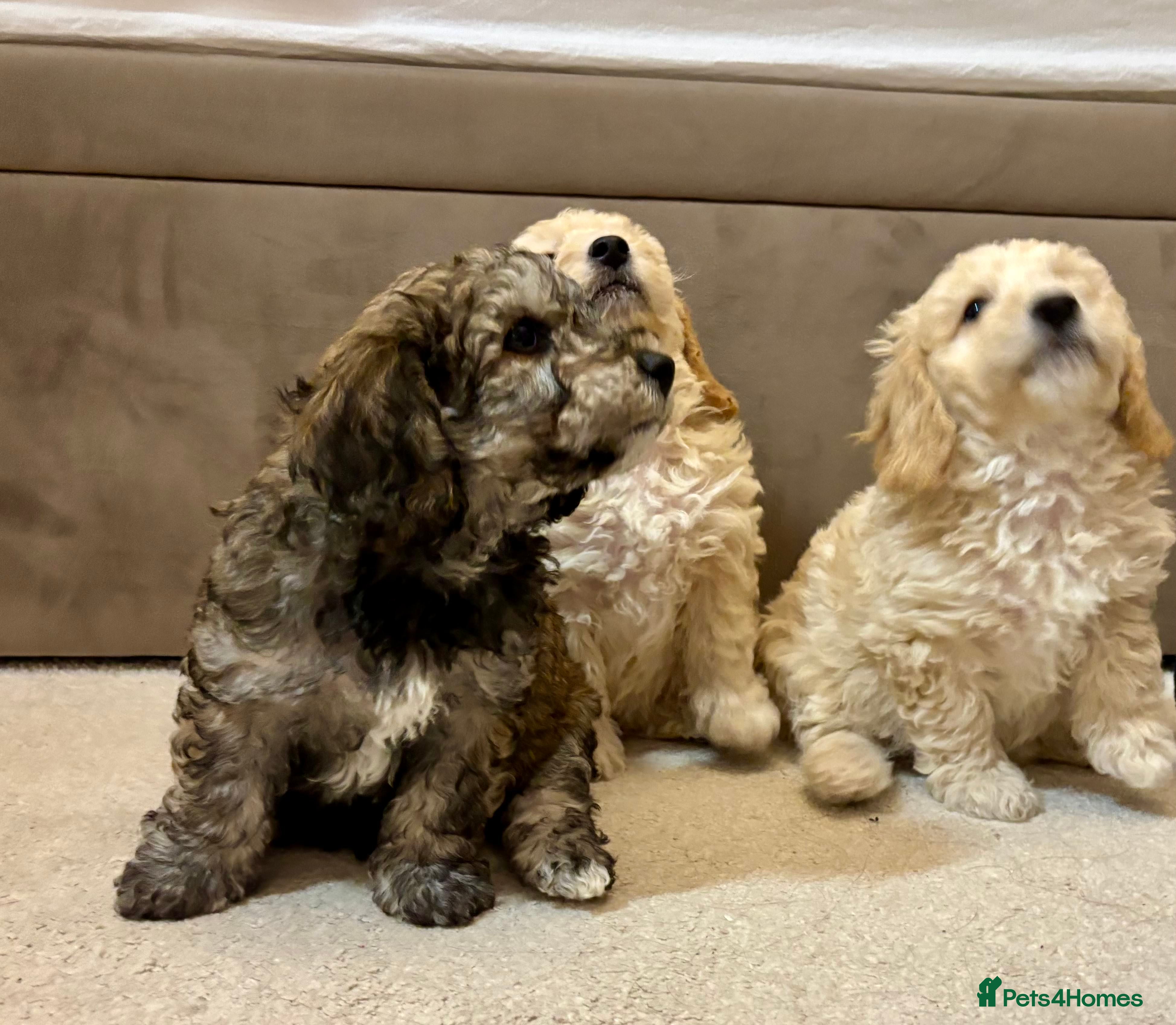 Poochon dogs Stunning Rare Phantom True Miniature Poochons - Advert 2