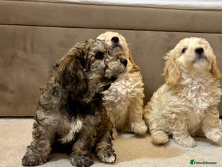 Poochon dogs Stunning Rare Phantom True Miniature Poochons - Advert 4