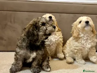 Poochon dogs Stunning Rare Phantom True Miniature Poochons - Advert 18