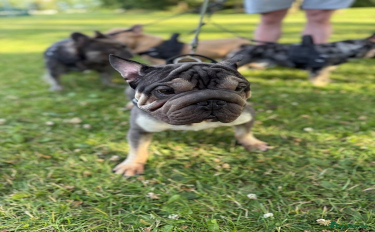 French Bulldog dogs - Advert 3