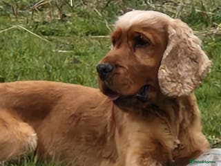 Cocker Spaniel dogs Golden Show Type Cocker for Stud in Shildon - Advert 6