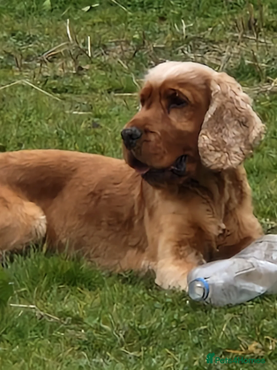 Cocker Spaniel dogs for stud: Golden Show Type Cocker for Stud in Shildon - Advert 1