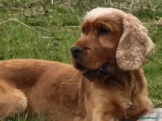 Cocker Spaniel dogs Golden Show Type Cocker for Stud in Shildon - Advert 21