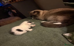 Mixed Breed cats for sale: White and black kittens - Image 7