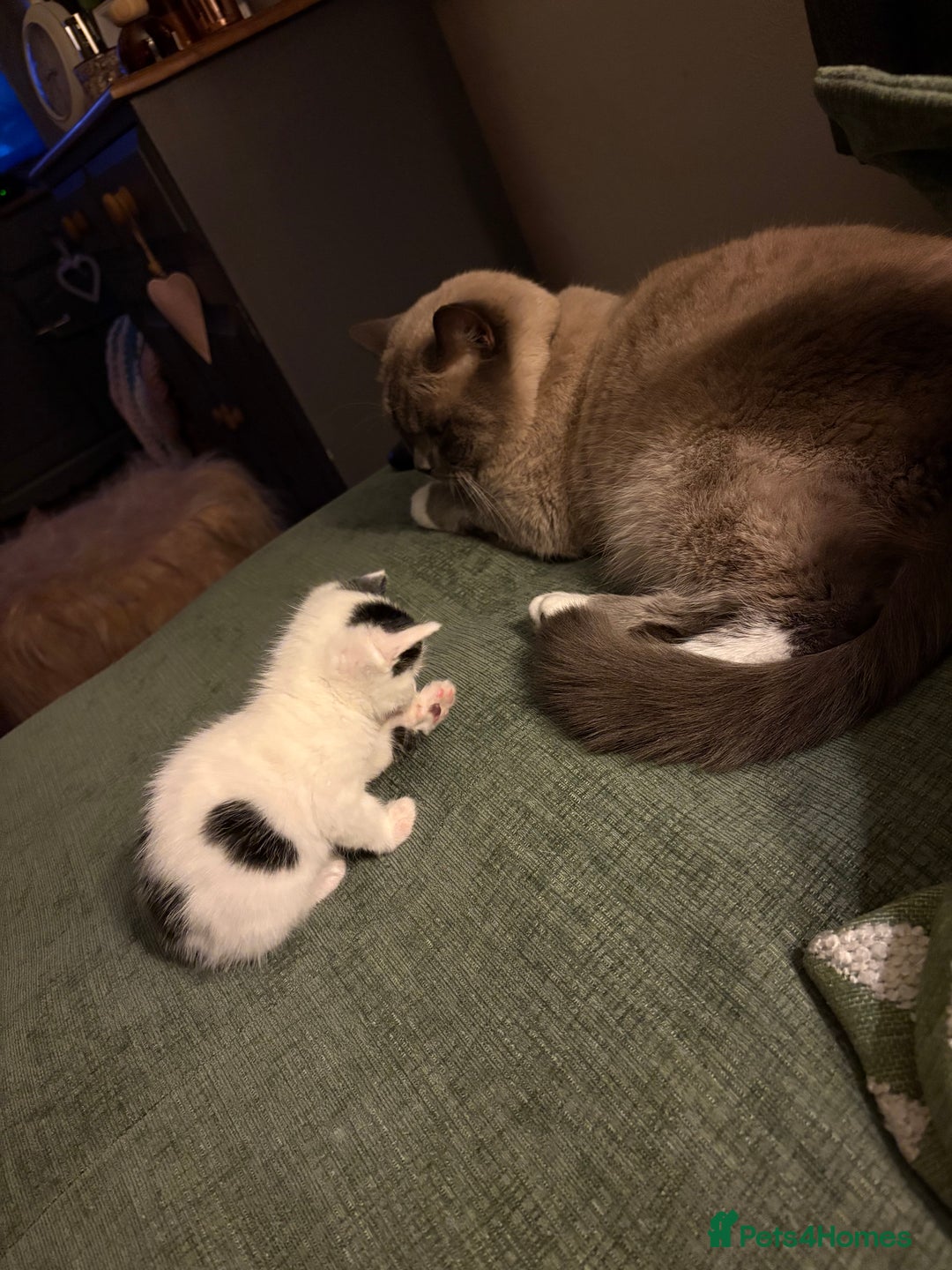 Mixed Breed cats for sale: White and black kittens - Image 7