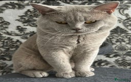 British Shorthair cats for stud: Lilac British shorthair male - Image 1