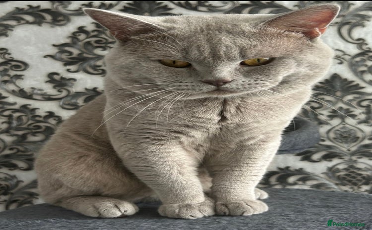 British Shorthair cats - Advert 1
