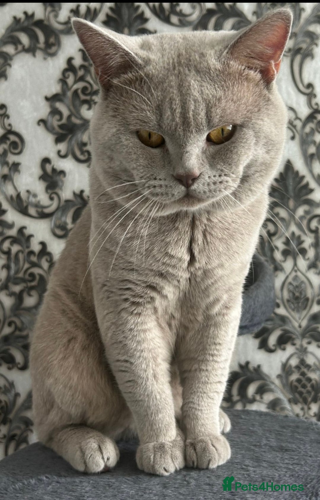 British Shorthair cats for stud: Lilac British shorthair male - Image 1