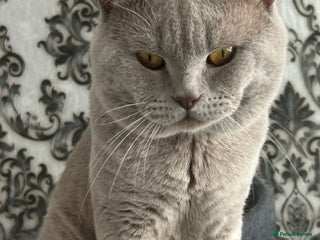 British Shorthair cats - Advert 22
