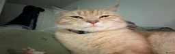 Mixed Breed cats for sale:  Rehoming  - Advert 16
