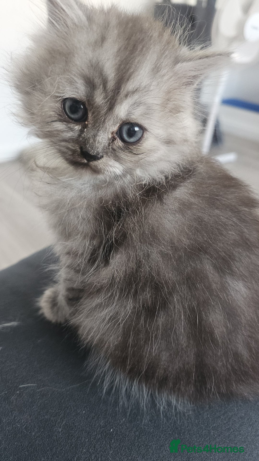 Persian cats for sale: Persian kittens for sale - Image 29