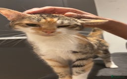 Domestic Shorthair cats for sale: 1 x Male and 1x Female cat - Advert 14