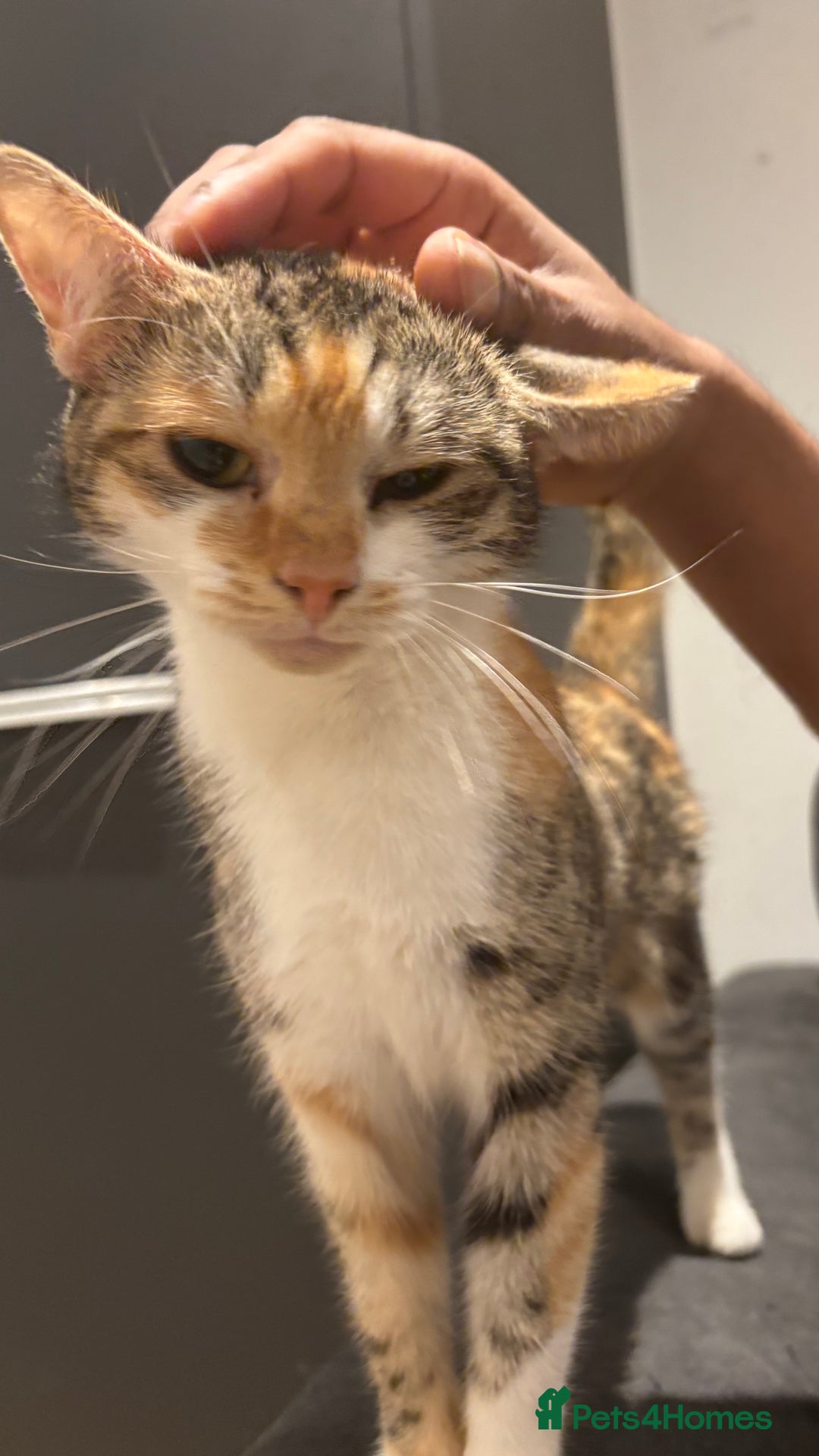 Domestic Shorthair cats for sale: 1 x Male and 1x Female cat - Advert 14