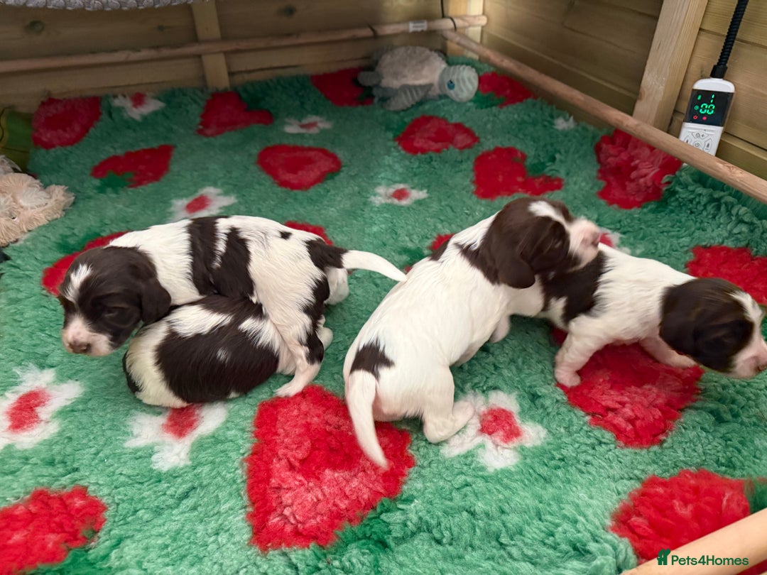 Sprocker dogs for sale: Exceptional F1B Sprocker puppy-male  - Advert 8