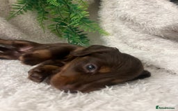 Miniature Dachshund dogs for sale: Long Haired Miniature Dachshunds Chocolate and Tan - Image 7