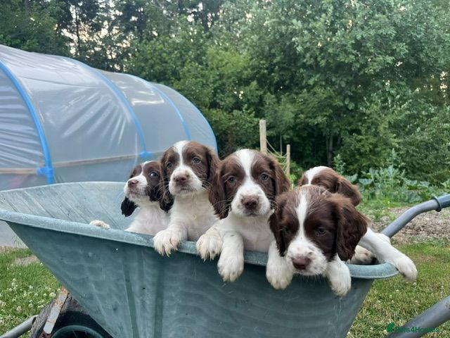 English Springer Spaniel dogs English Springer Spaniels - Advert 9
