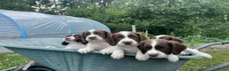 English Springer Spaniel dogs for sale: English Springer Spaniels - Advert 1