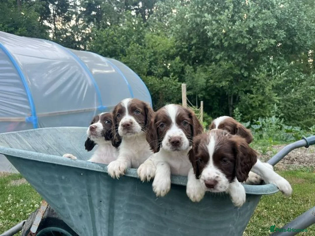 English Springer Spaniel dogs for sale: English Springer Spaniels - Advert 1