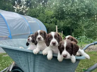 English Springer Spaniel dogs English Springer Spaniels - Advert 1