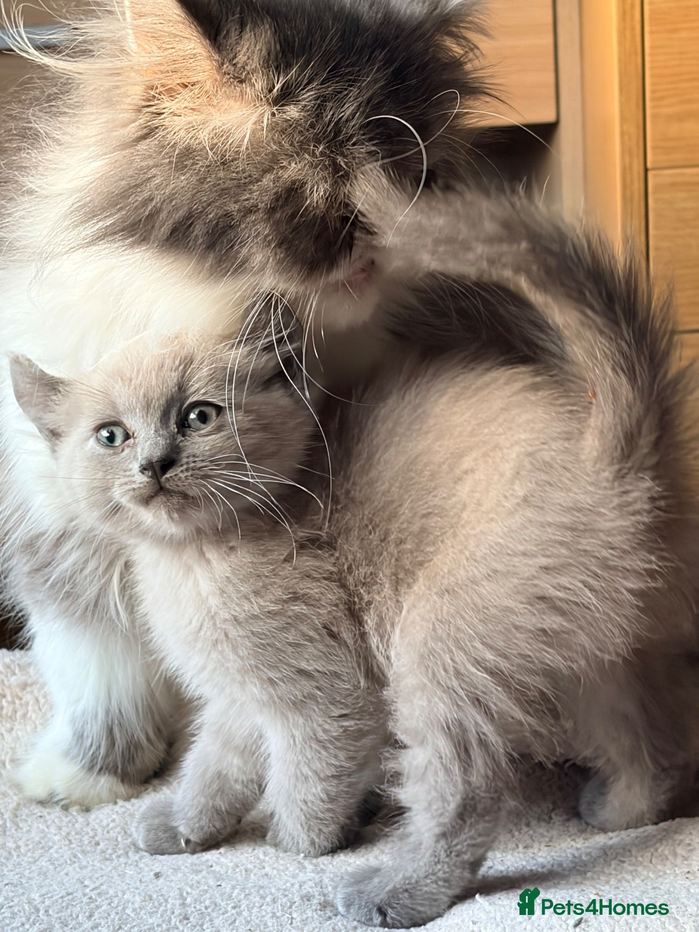 Persian cats Ready now Persian kittens - Advert 10