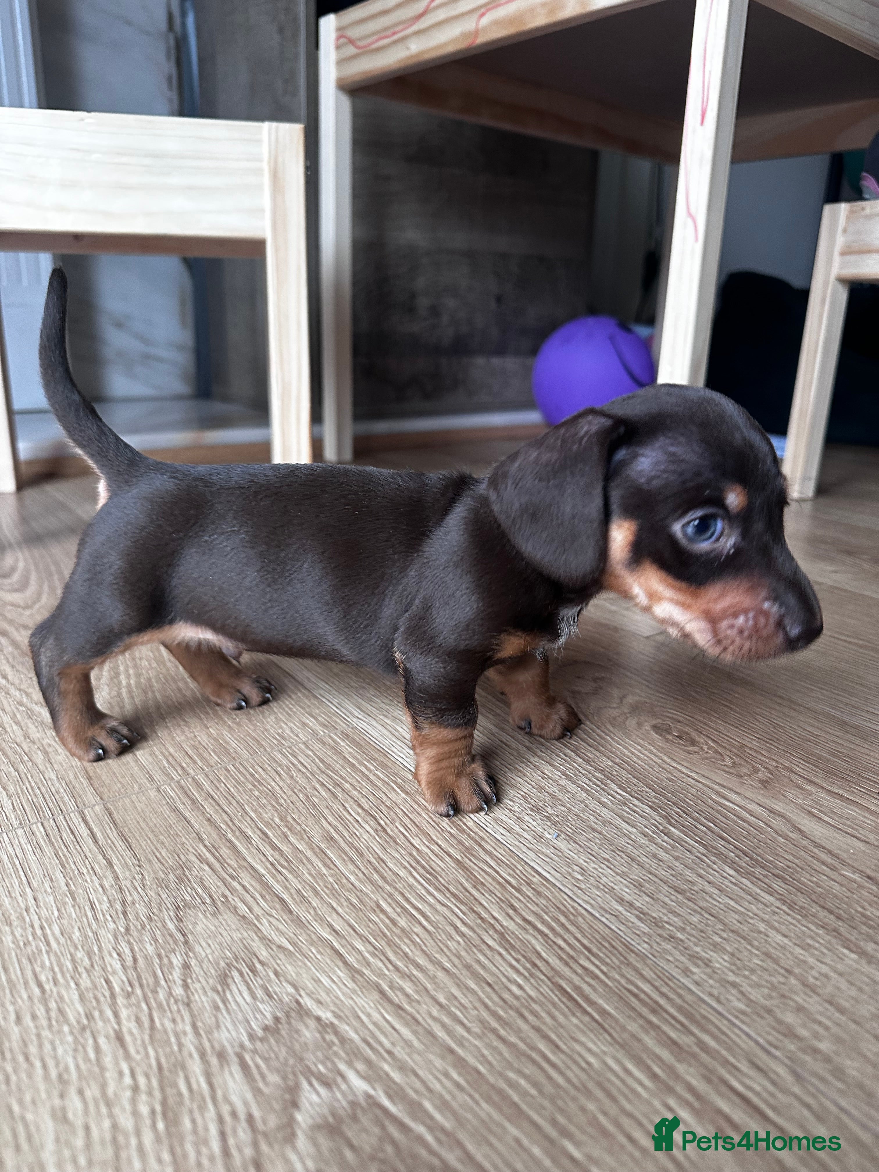 Dachshund dogs Perfect home  - Advert 1