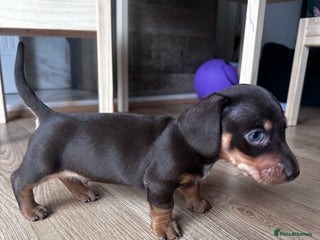 Dachshund dogs Perfect home - Advert 1