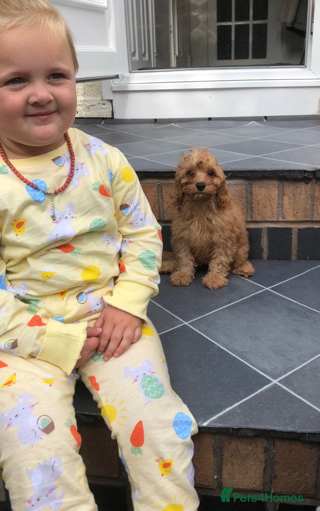 Cavapoo dogs for sale: Beautiful red F1 Cavapoo  - Image 1