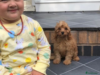 Cavapoo dogs - Advert 34