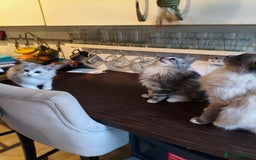 Mixed Breed cats for sale: Beautiful Maine Coon x Ragdoll Kittens Ready  - Advert 4