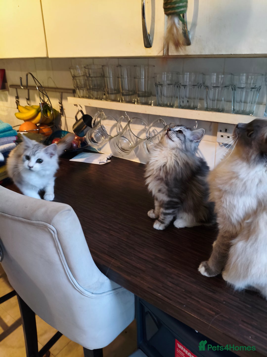 Mixed Breed cats for sale: Beautiful Maine Coon x Ragdoll Kittens Ready  - Advert 4