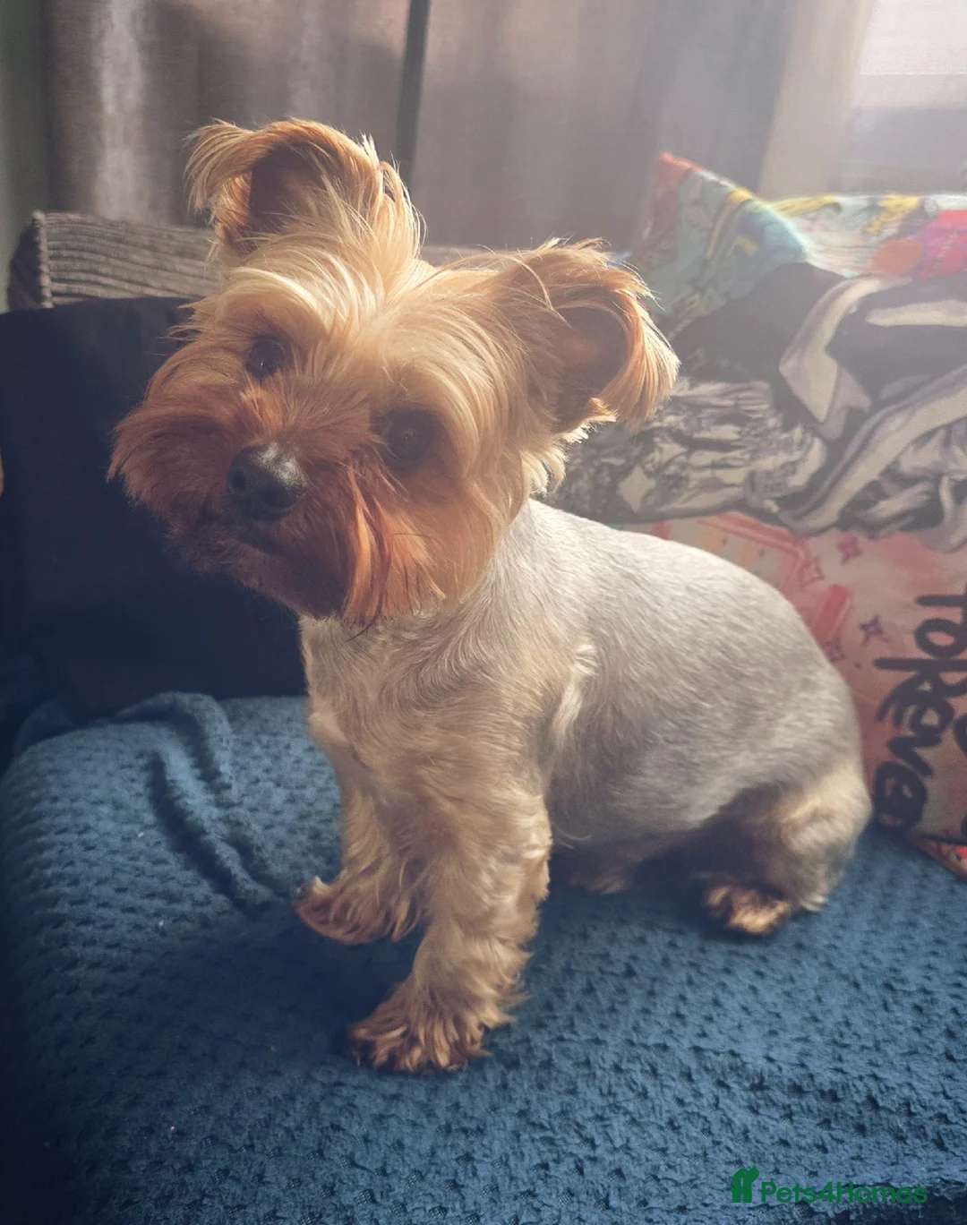 Yorkshire Terrier dogs for stud: 4 year old Yorksire terrier for stud in Southend-on-Sea - Advert 7