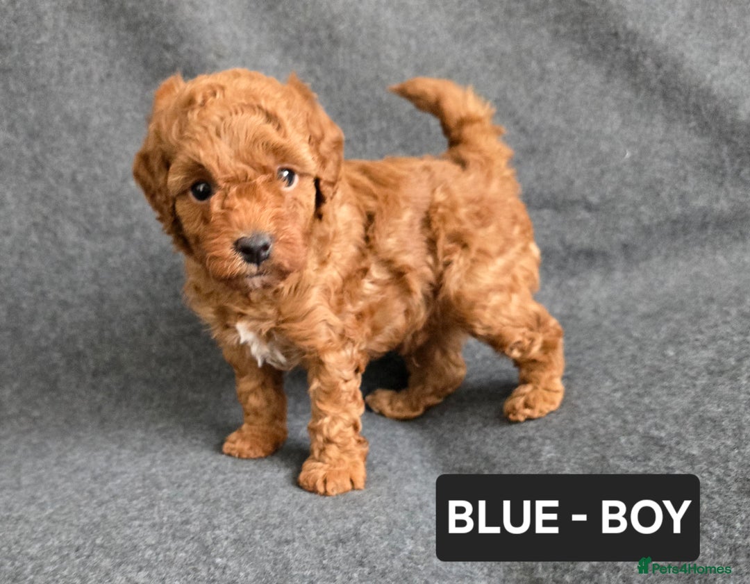 Toy Poodle dogs for sale: STUNNING RED TOY POODLE 🤩🐶 - Image 13