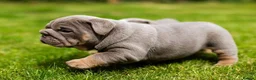 English Bulldog dogs for sale: English Bulldog Puppies  - Advert 9