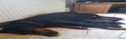 Dobermann dogs for sale: Adorable Doberman puppies  - Advert 5