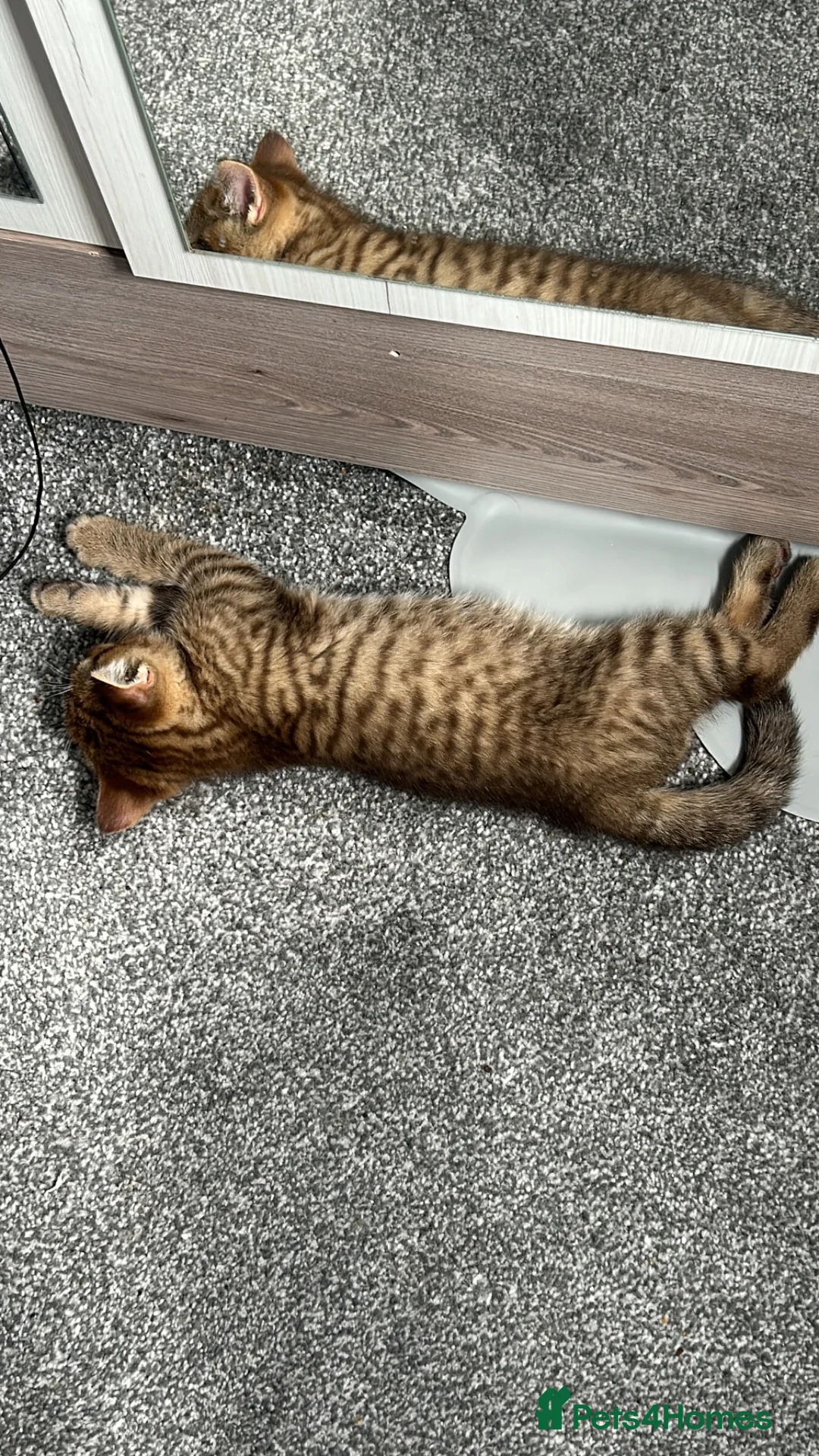 Mixed Breed cats for sale: Male British Shorthair/Bengal Kitten  in Blackburn - Advert 6