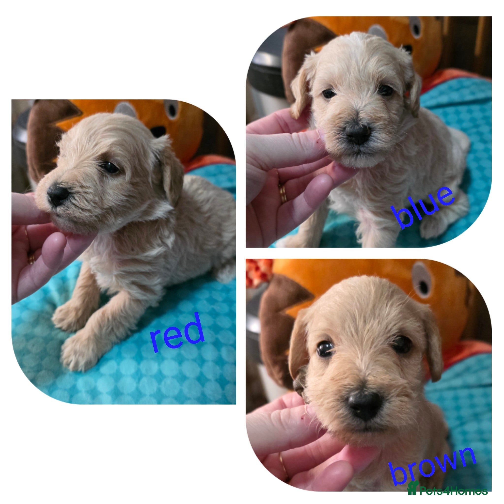 Schnoodle dogs Beautiful Schnoodles  - Advert 1