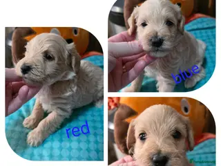 Schnoodle dogs for sale: Beautiful Schnoodles - Advert 2