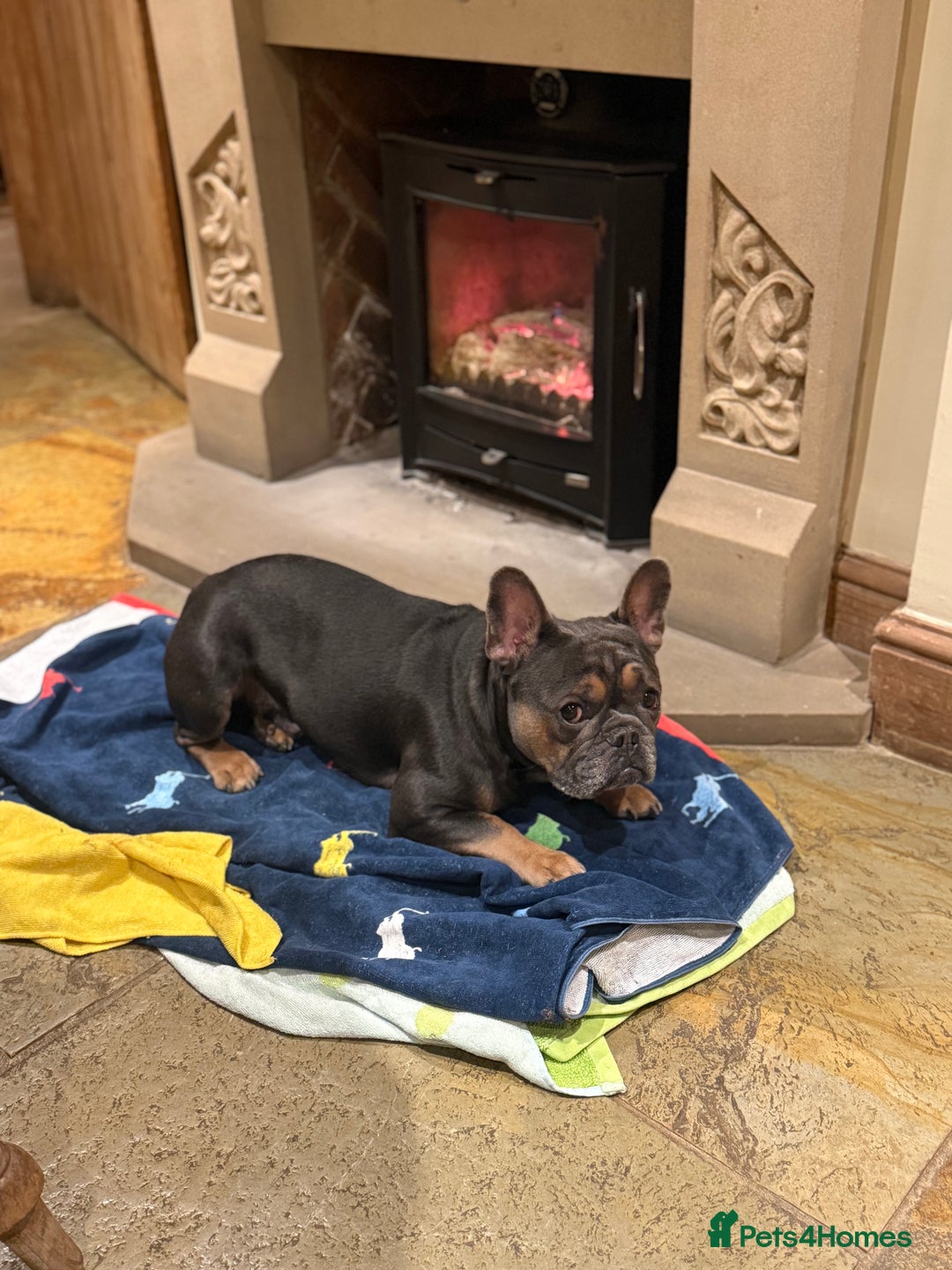 French Bulldog dogs for stud: Beautiful stocky athletic frenchie. Kc registered  - Advert 5