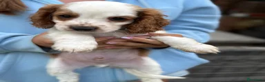 Cavapoo 