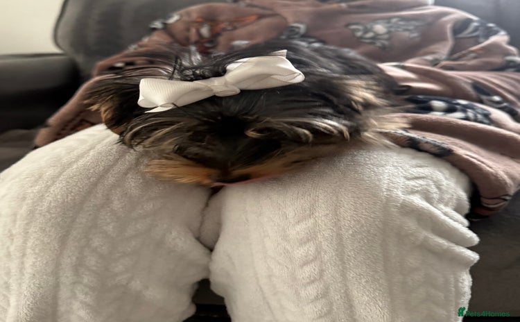 Yorkshire Terrier dogs - Advert 14