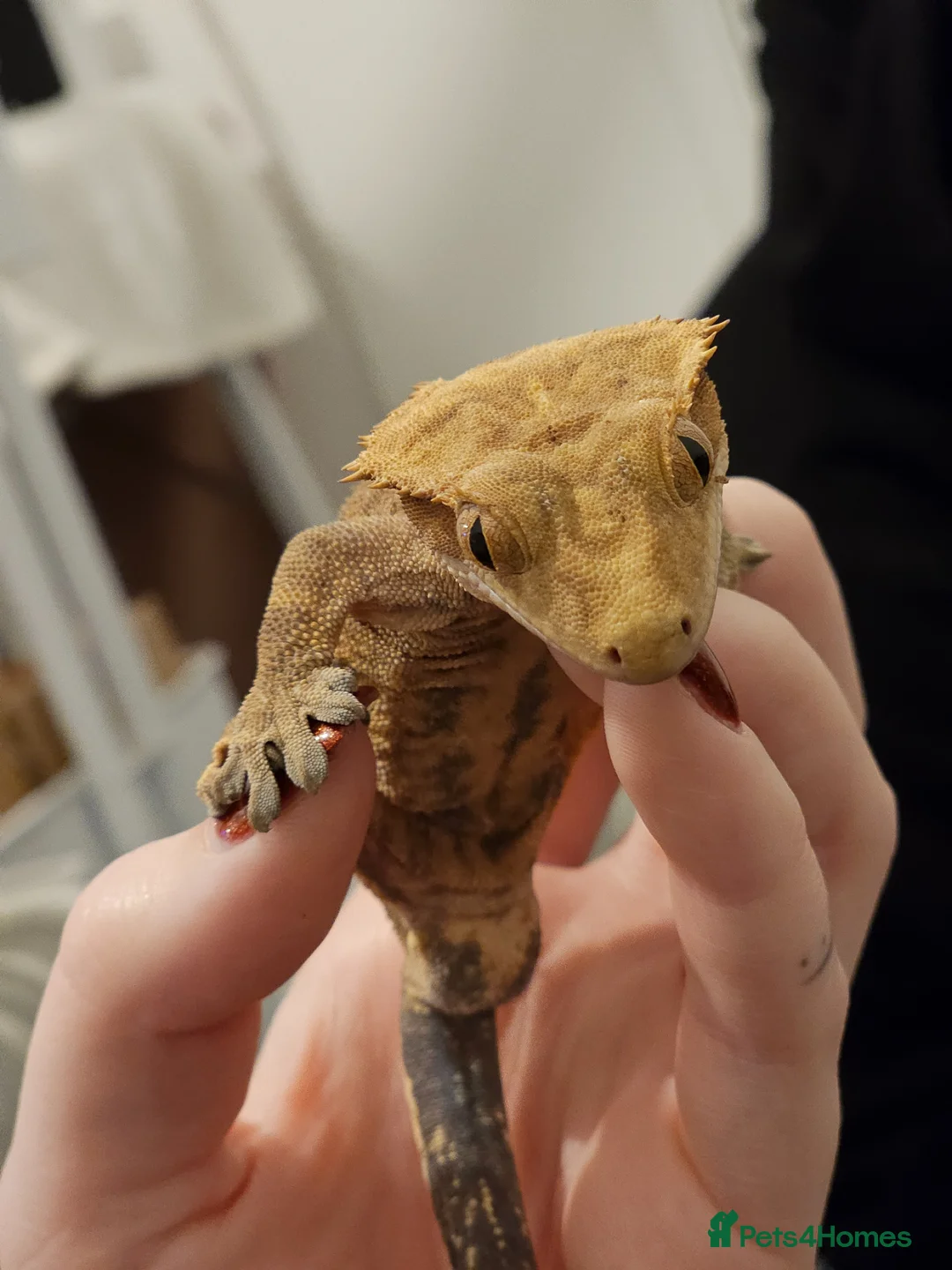 Gecko reptiles for sale: Male Crested Gecko in Huntingdon - Advert 2