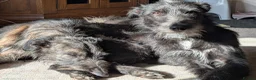 Mixed Breed dogs for sale: 1 yr old collie whippet cross/small lurcher in Bideford - Advert 3