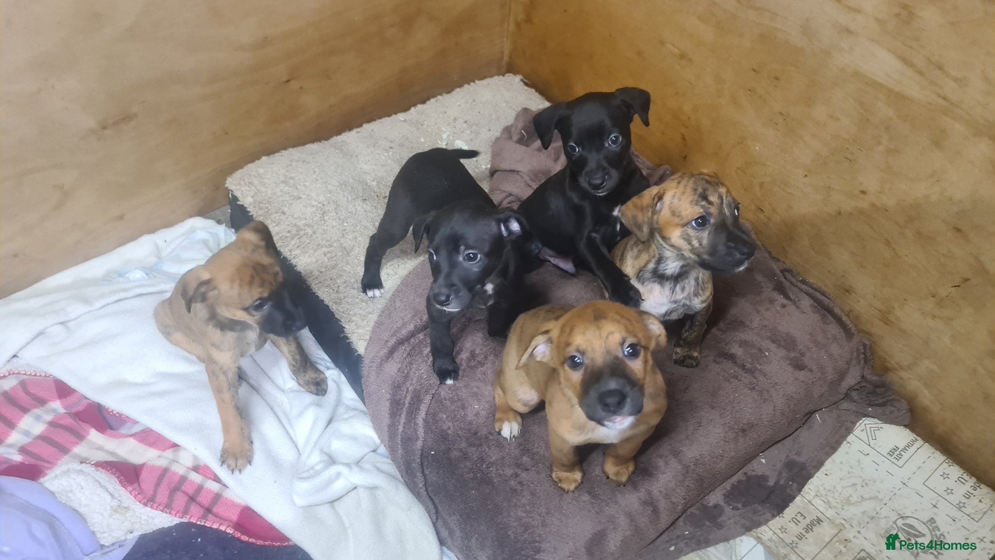 Mixed Breed dogs Staffy X cain corso  - Advert 3