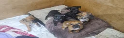 Mixed Breed dogs for sale: Staffy X cain corso  - Advert 1