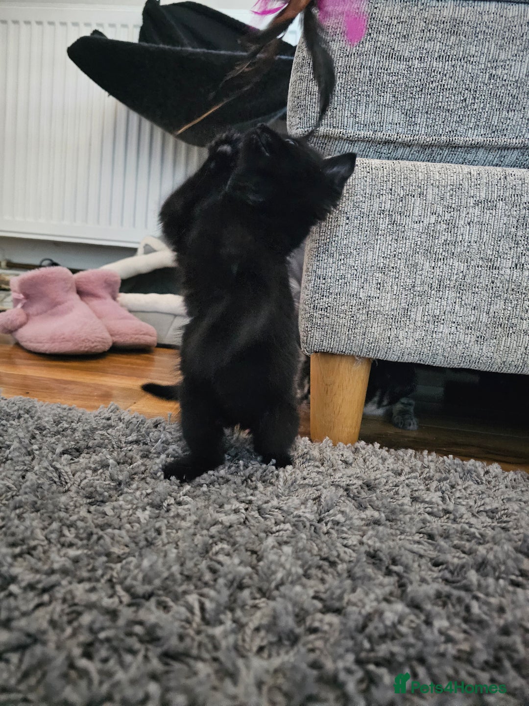 Mixed Breed cats for sale: 4 Gorgeous Bombay-Heritage Kittens- Litter Trained - Advert 19