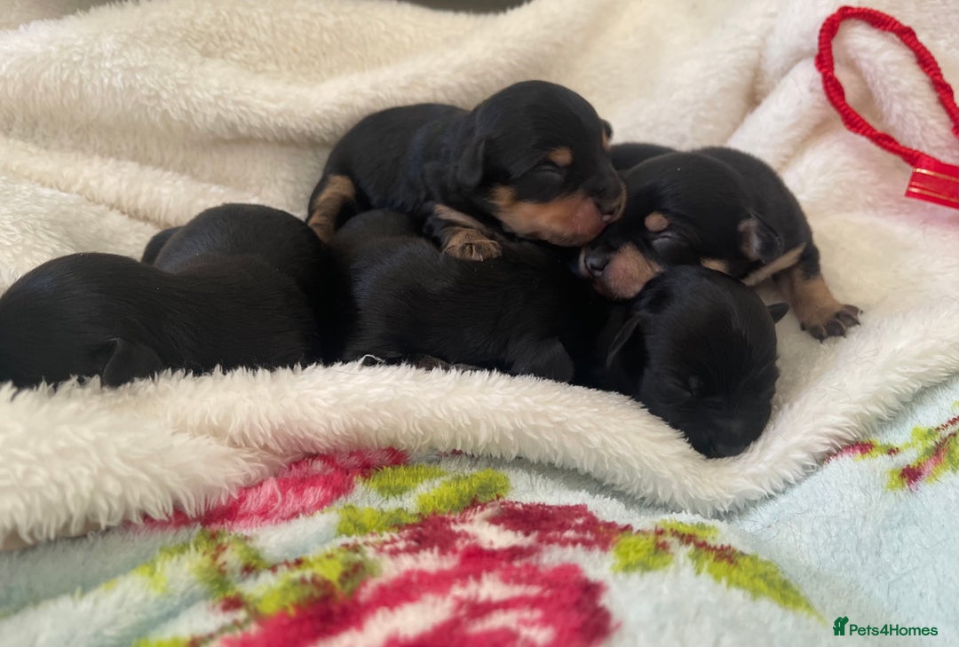 Jackapoo dogs for sale: Quality Jackapoo/ Jack Russel Puppies for sale 💌 - Advert 5
