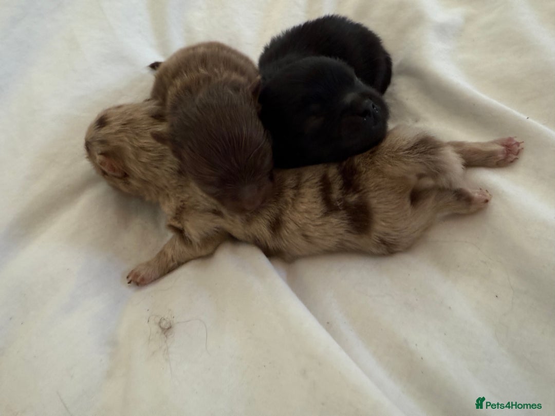 Pomeranian dogs for sale: Kc jet black Pomeranian male Merlin  - Image 14