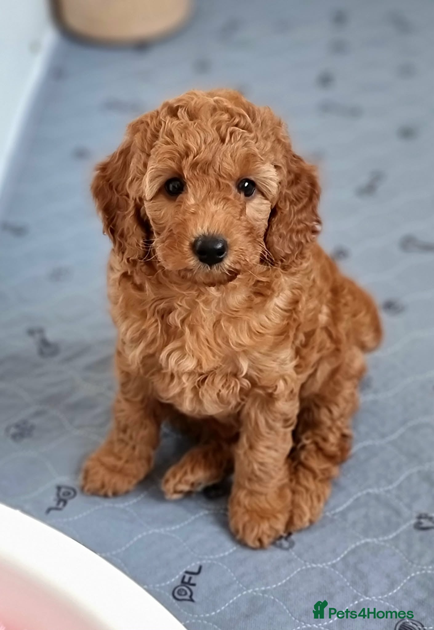 Miniature Poodle dogs Exceptional KC Miniature Poodles - Advert 9