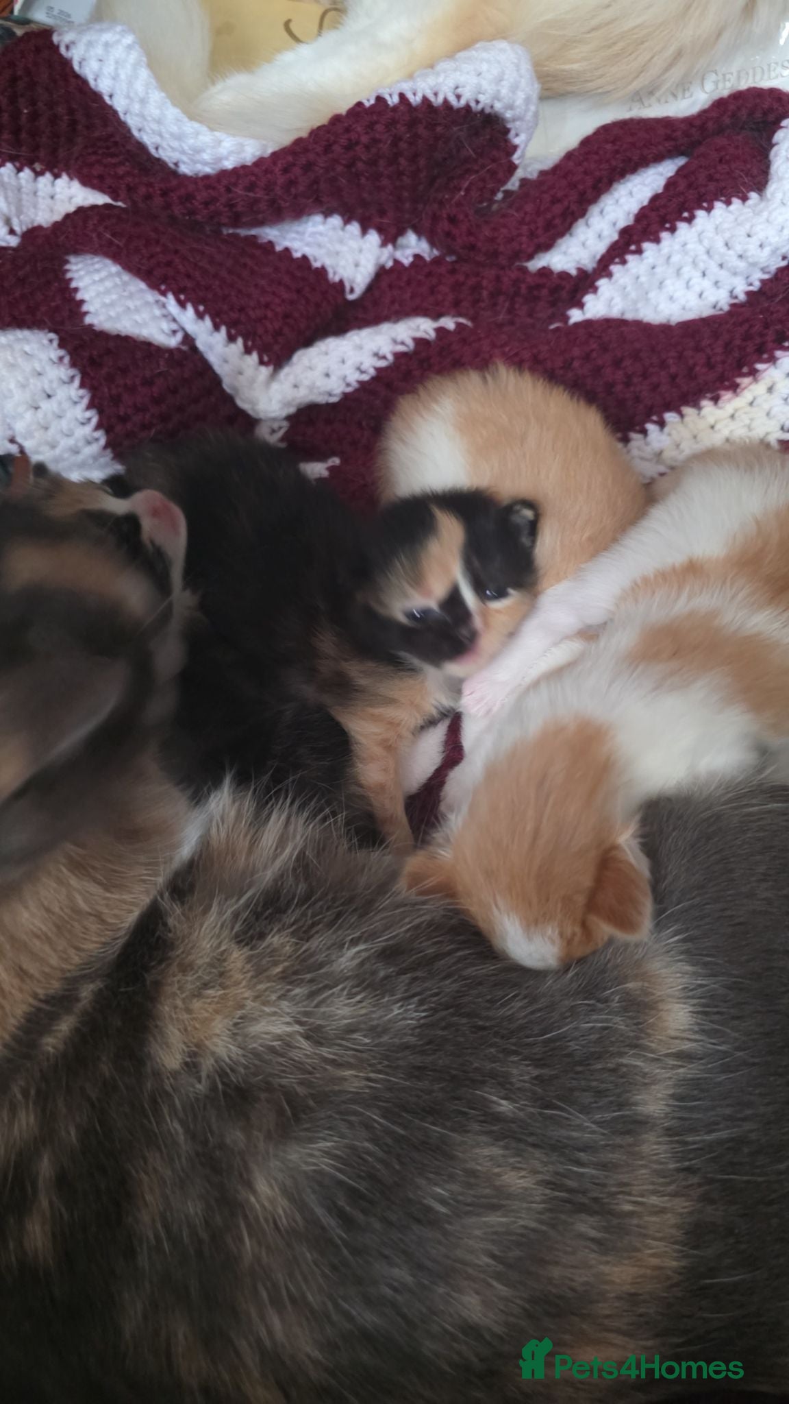 Mixed Breed cats Ragdoll x calico  - Advert 6